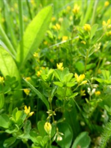 Trifolium micranthum Viv., 1824