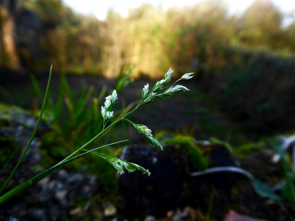Poa annua L., 1753