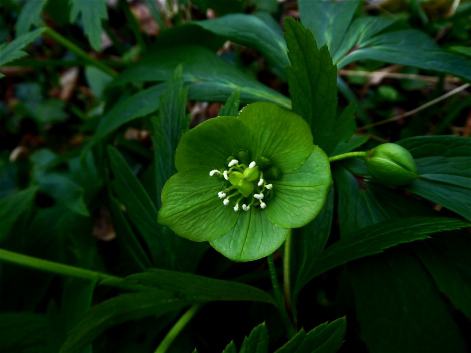 Helleborus viridis L., 1753
