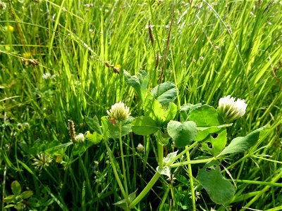 Trifolium michelianum Savi, 1798