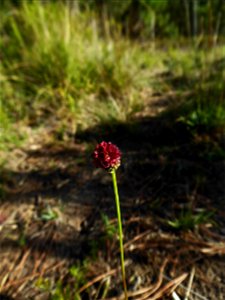 Sanguisorba officinalis L., 1753