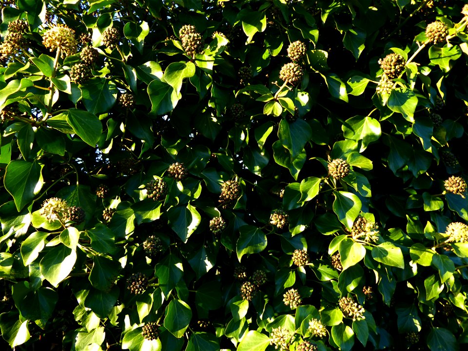 Hedera helix L., 1753