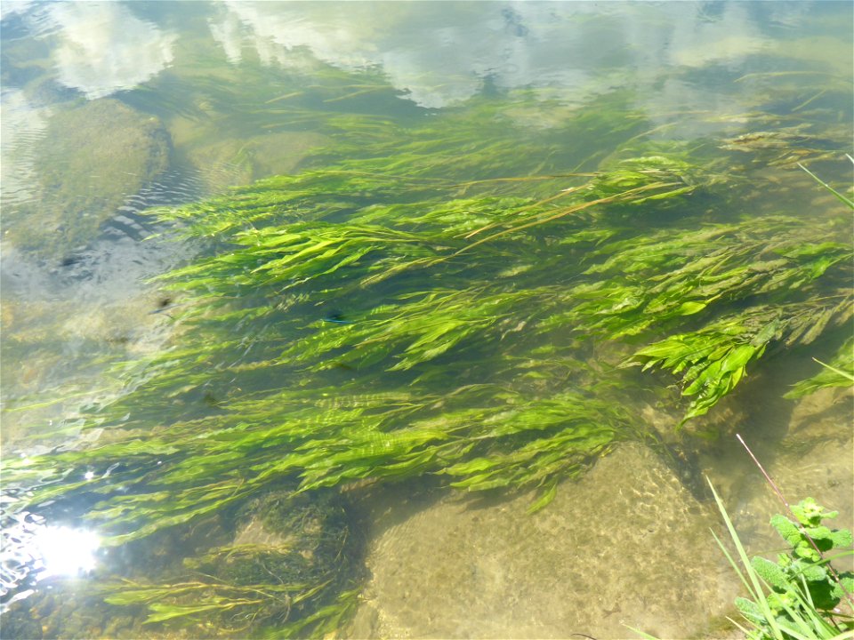 Potamogeton lucens L., 1753