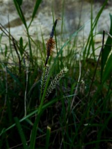 Carex flacca Schreb., 1771