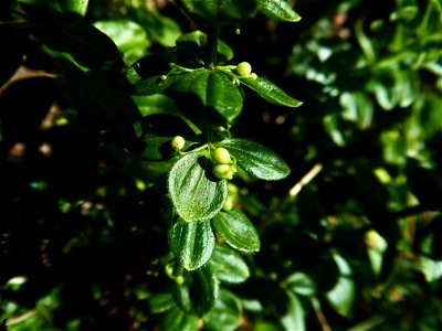 Cruciata glabra (L.) Ehrend., 1958