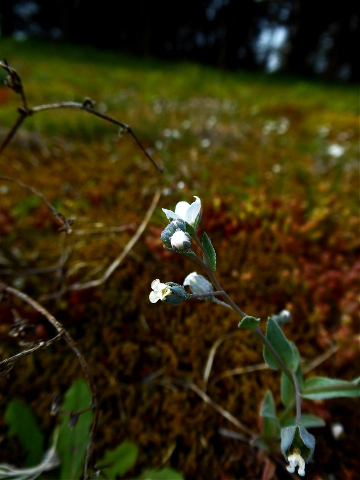 Omphalodes littoralis Lehm., 1818