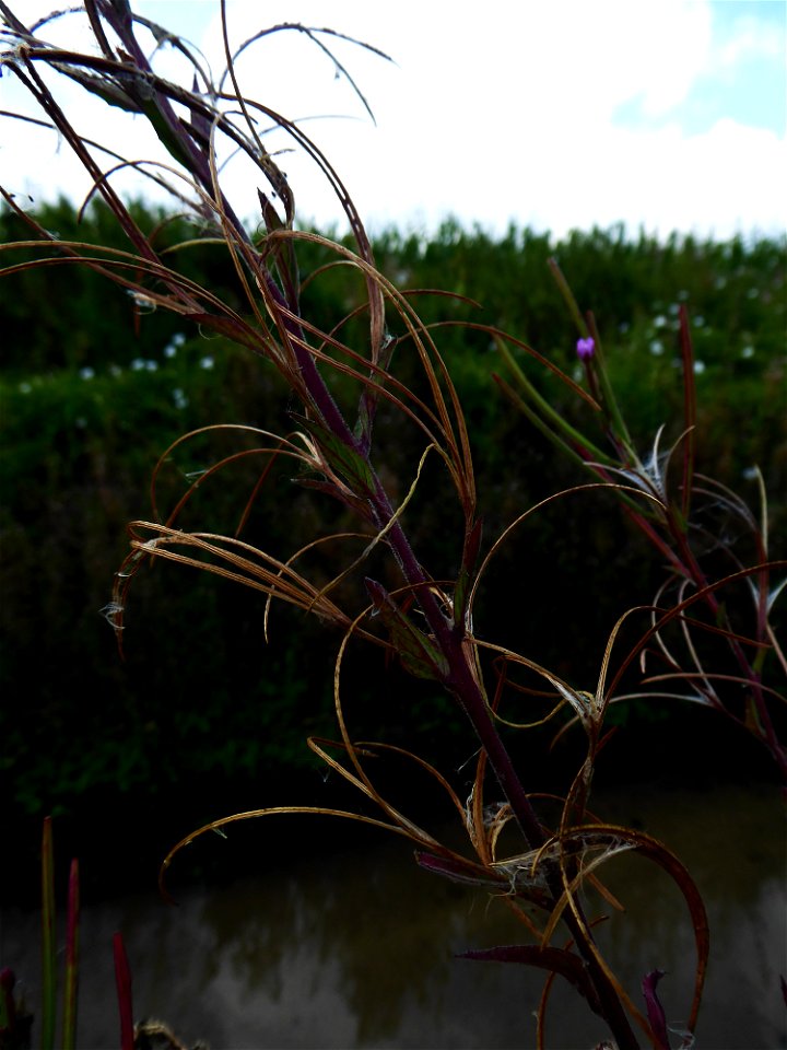 Epilobium parviflorum Schreb., 1771