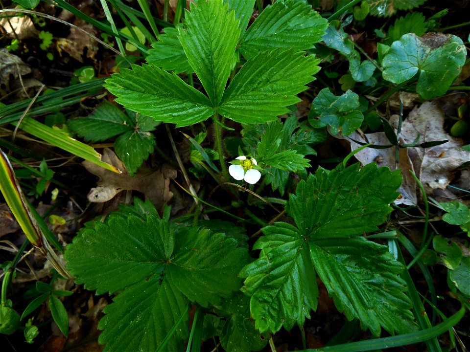 Fragaria vesca L., 1753