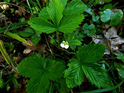 Fragaria vesca L., 1753