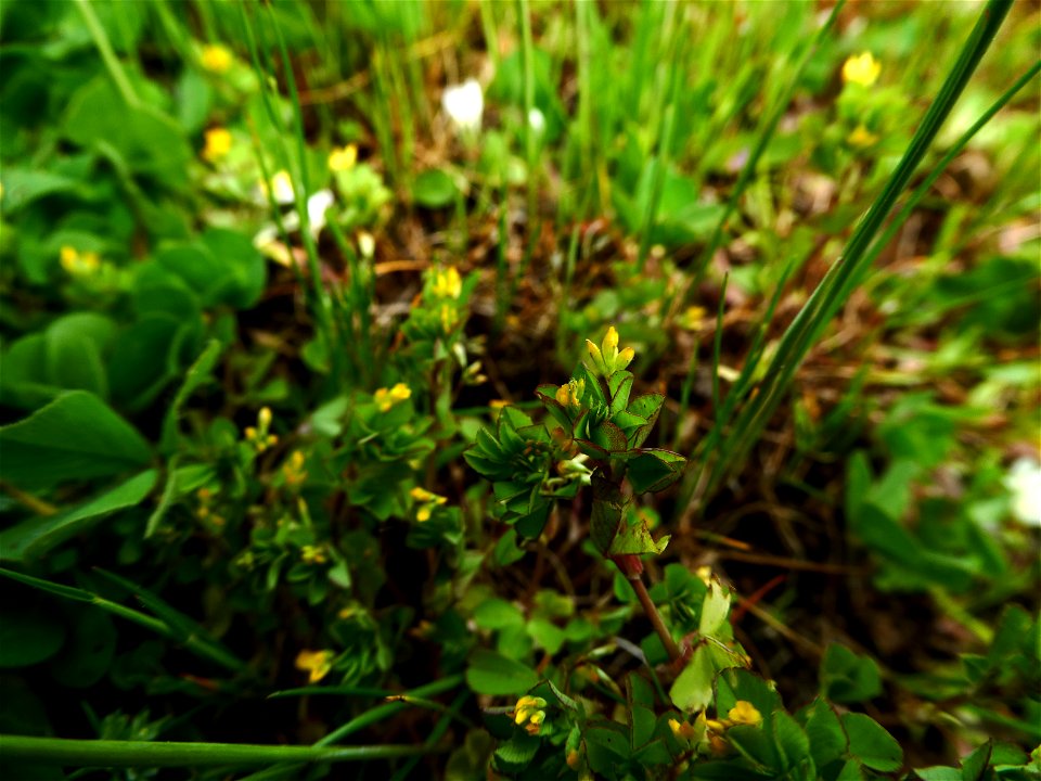 Trifolium micranthum Viv., 1824