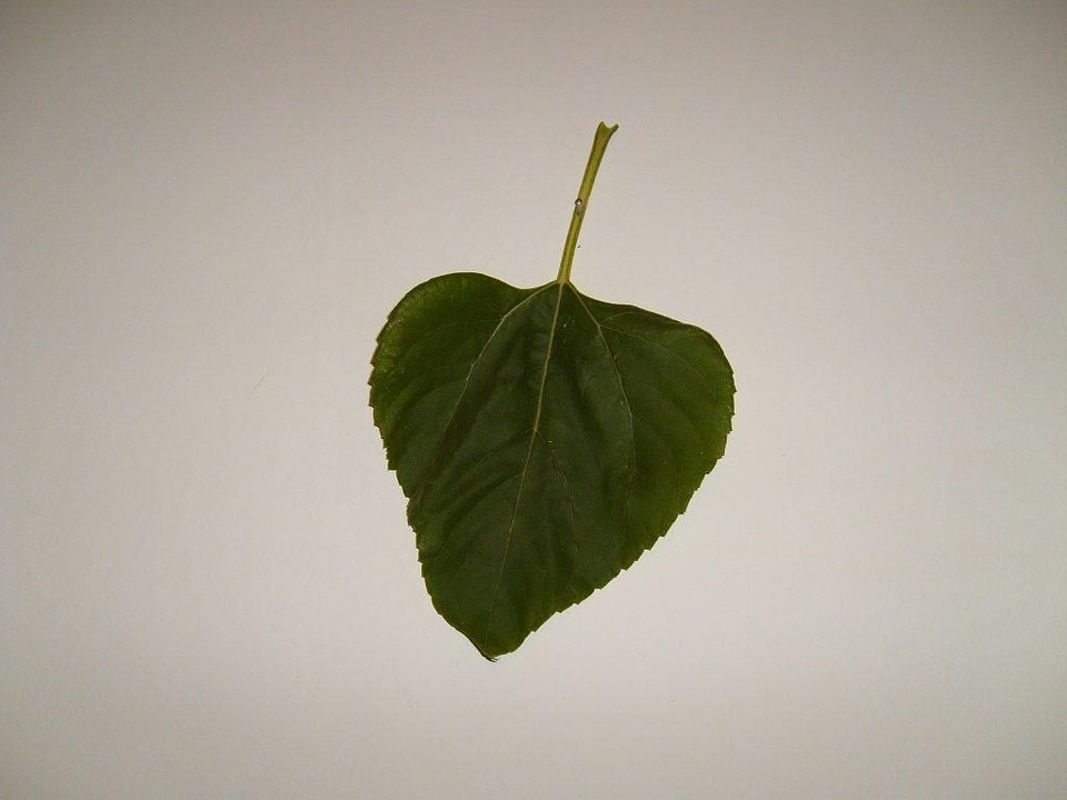 Leaf single 