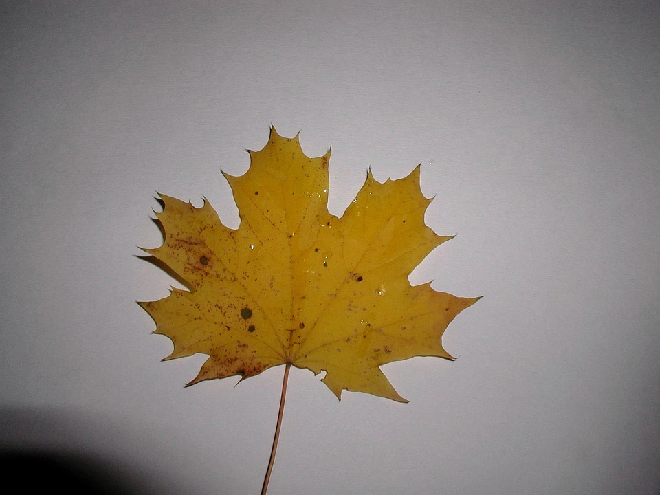 Leaf yellow 