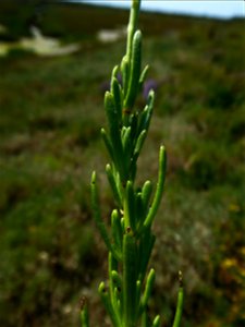 Limbarda crithmoides (L.) Dumort., 1827