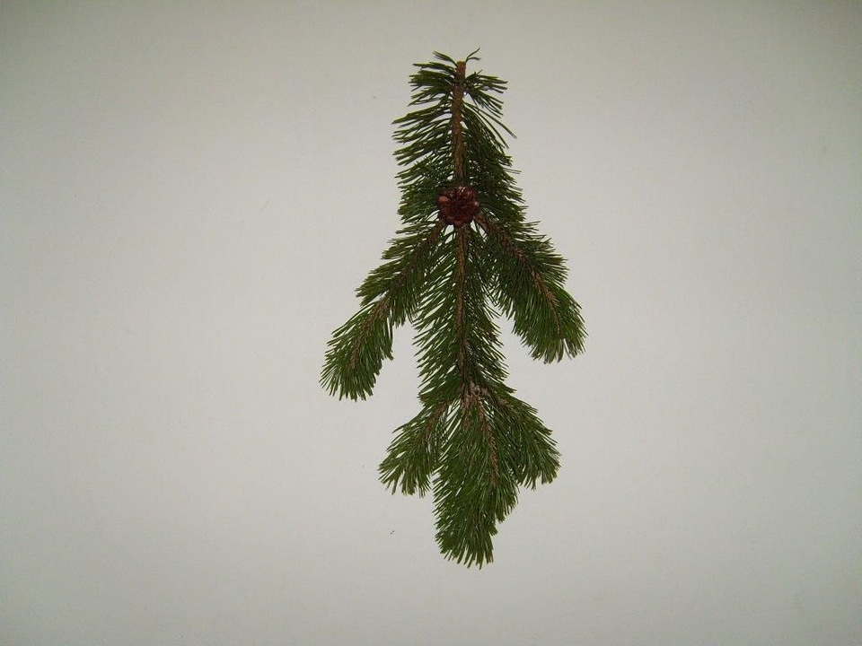 Bouquet pine structure