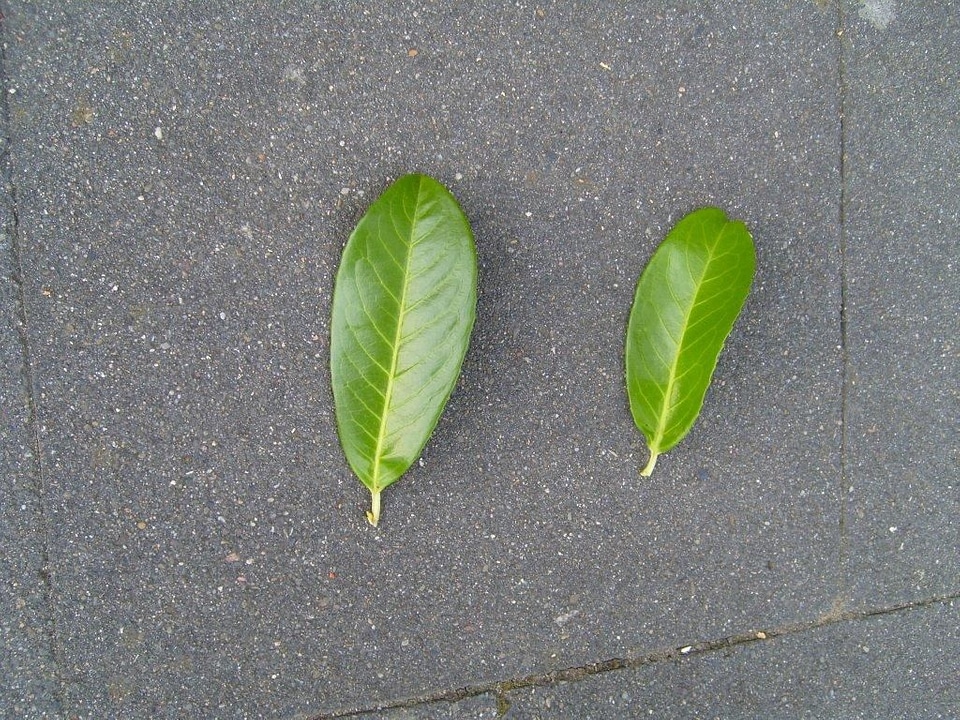 Leaves  