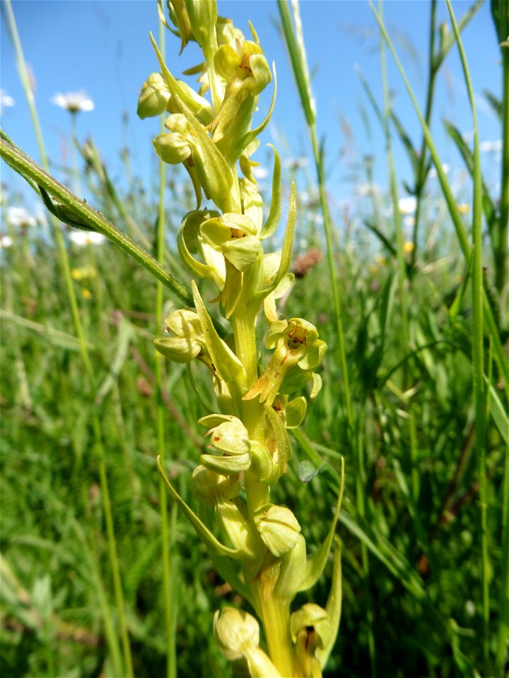 Coeloglossum viride (L.) Hartm., 1820