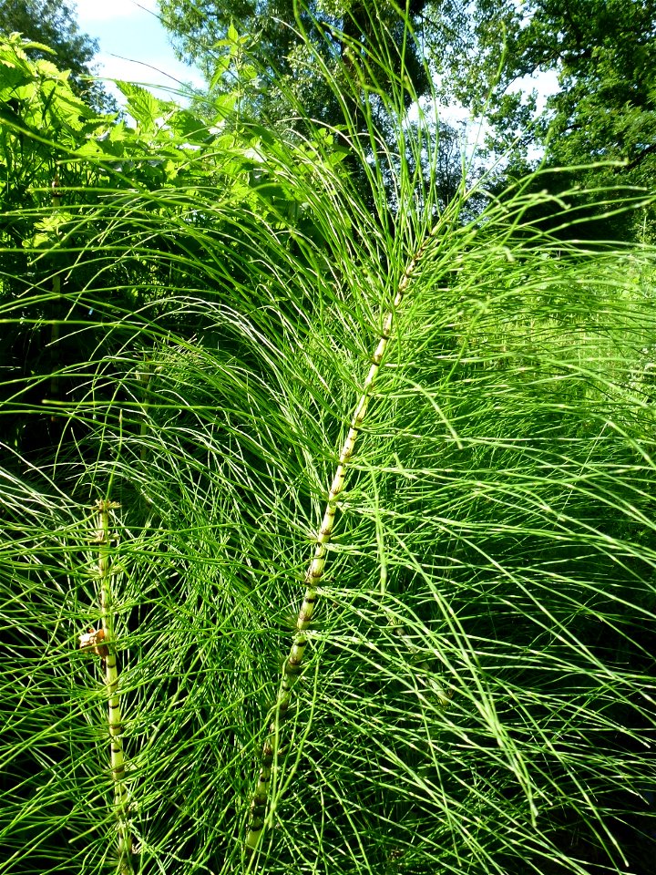 Equisetum telmateia Ehrh., 1783