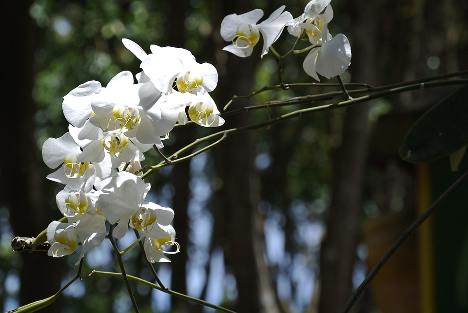 White flower nature