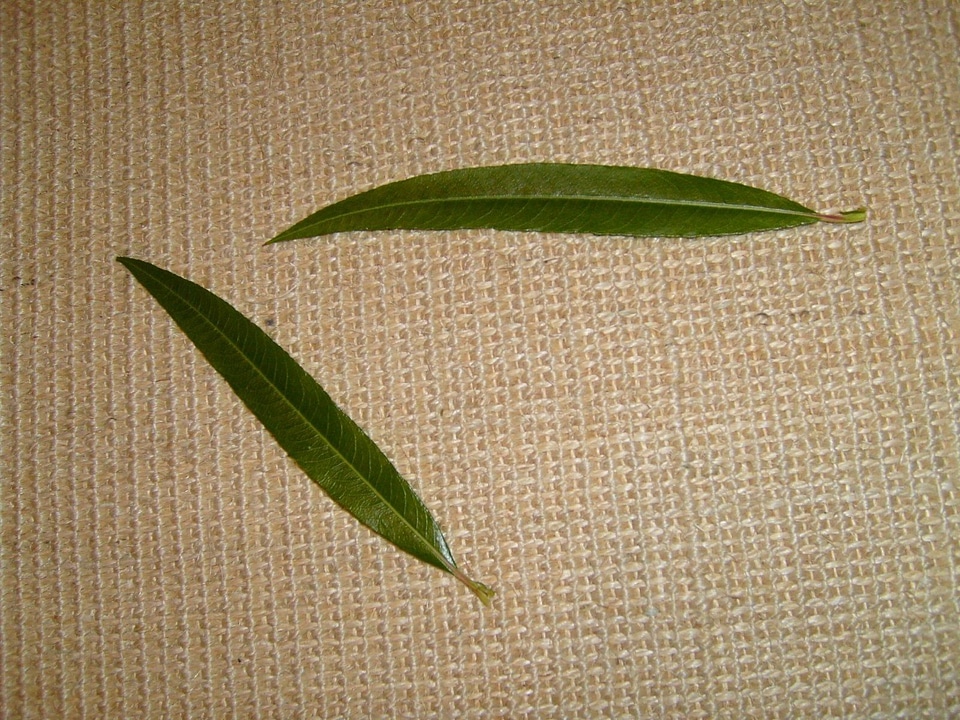 Grazing leaf leaves