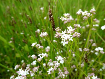 Galium debile Desv., 1818