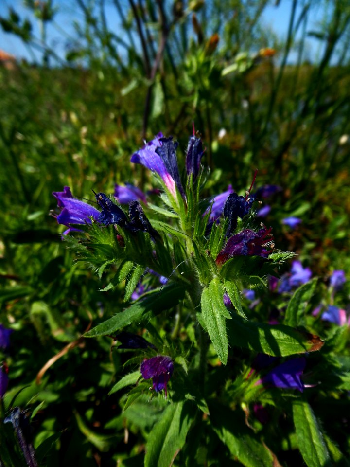 Echium rosulatum Lange, 1855