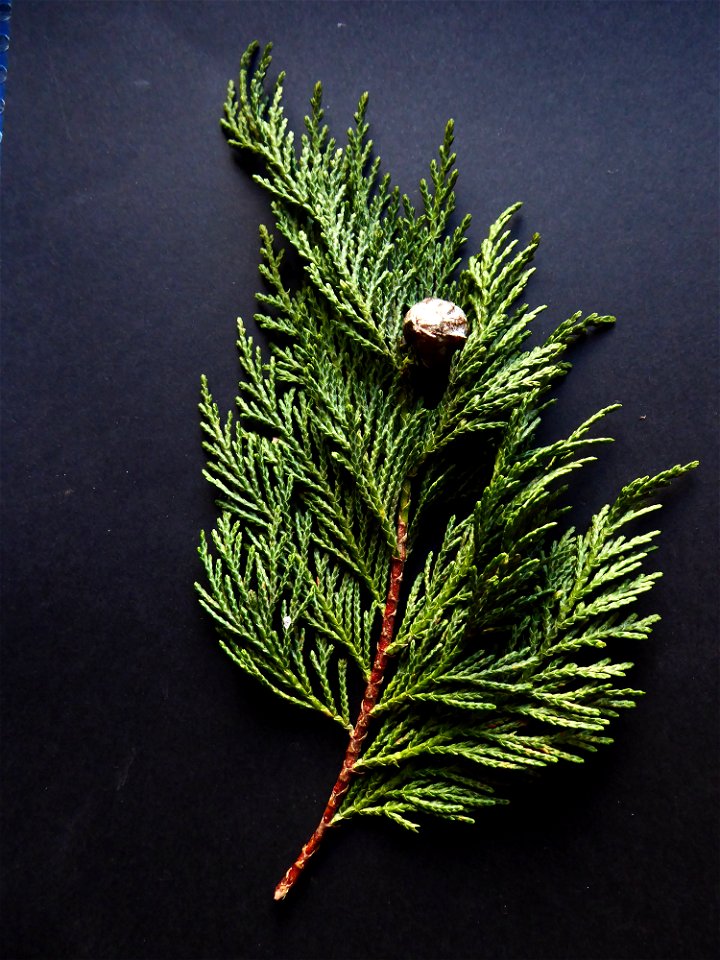 Cupressus macrocarpa Hartw., 1847
