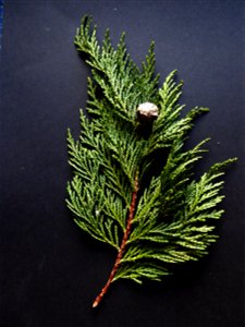 Cupressus macrocarpa Hartw., 1847