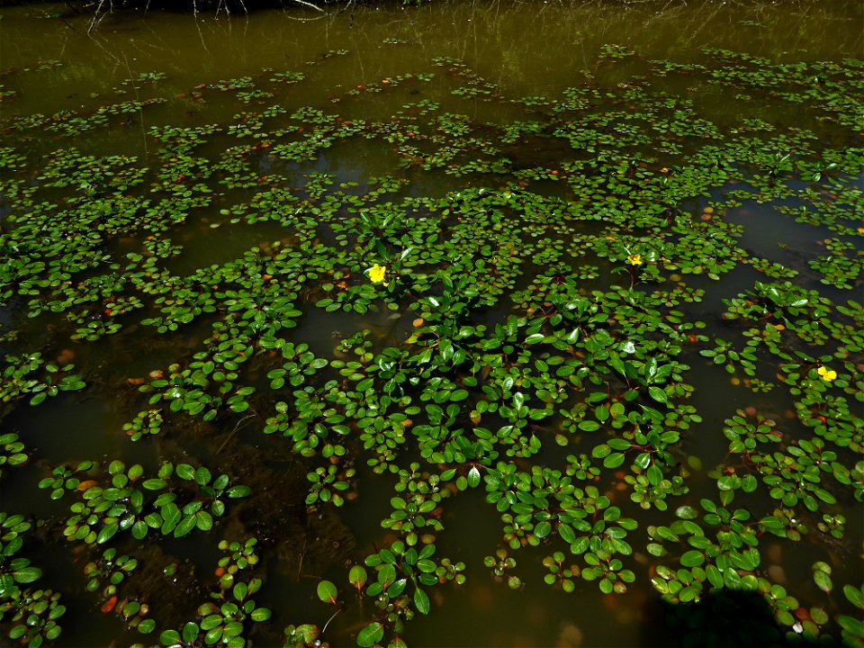 Ludwigia peploides (Kunth) P.H.Raven, 1964