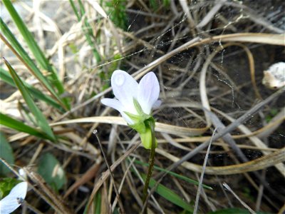 Viola lactea Sm., 1798