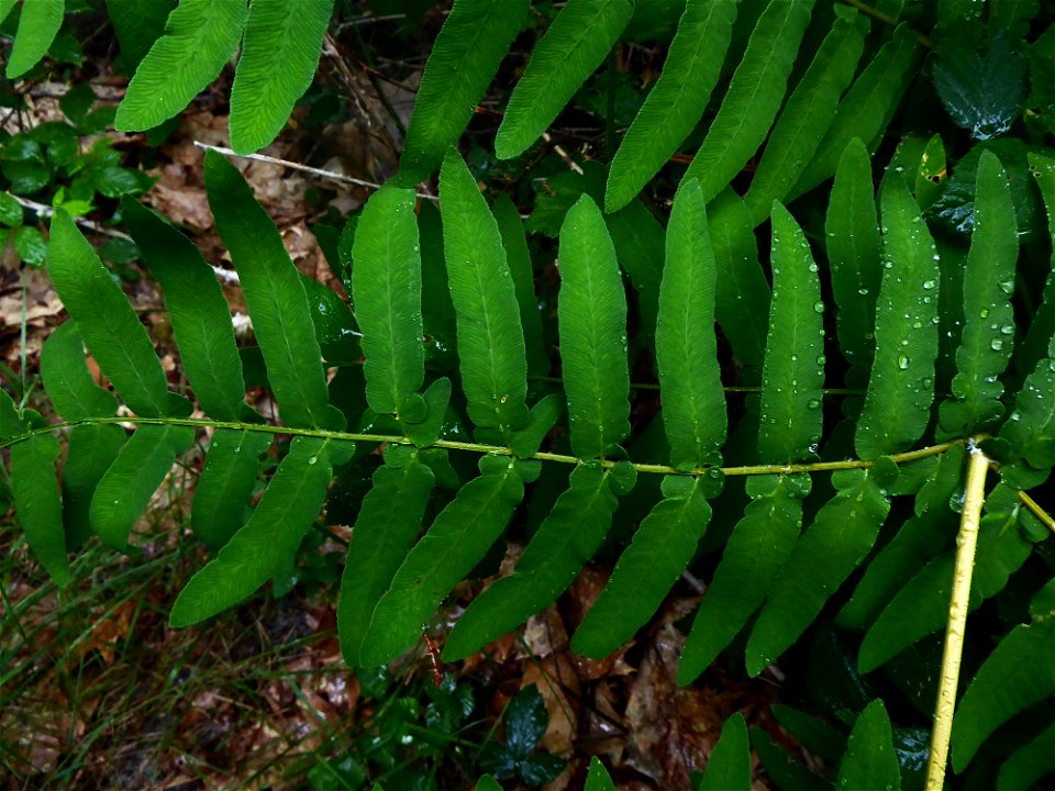 Osmunda regalis L., 1753