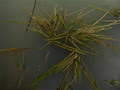 Glyceria fluitans (L.) R.Br., 1810