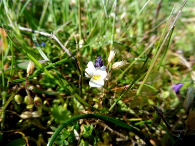 Viola kitaibeliana Schult., 1819