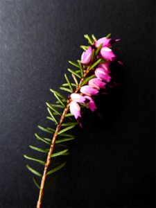 Erica x darleyensis Bean, 1914