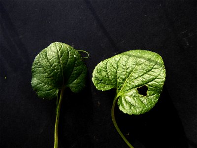 Viola hirta L., 1753