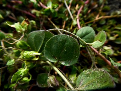Kickxia spuria (L.) Dumort., 1827