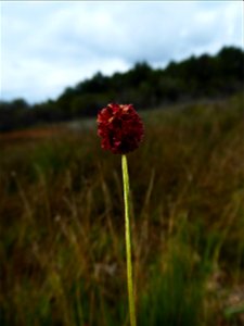 Sanguisorba officinalis L., 1753