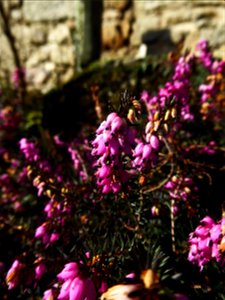Erica x darleyensis Bean, 1914