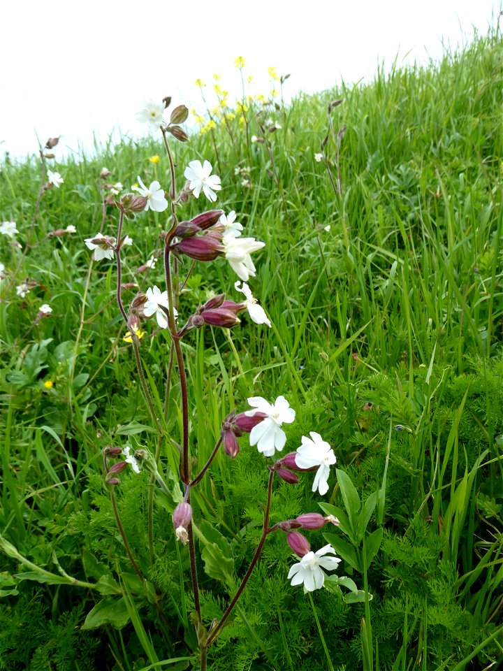 Silene latifolia Poir., 1789