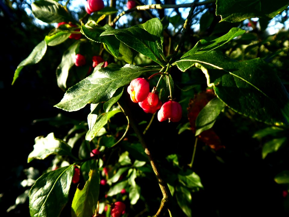 Euonymus europaeus L., 1753