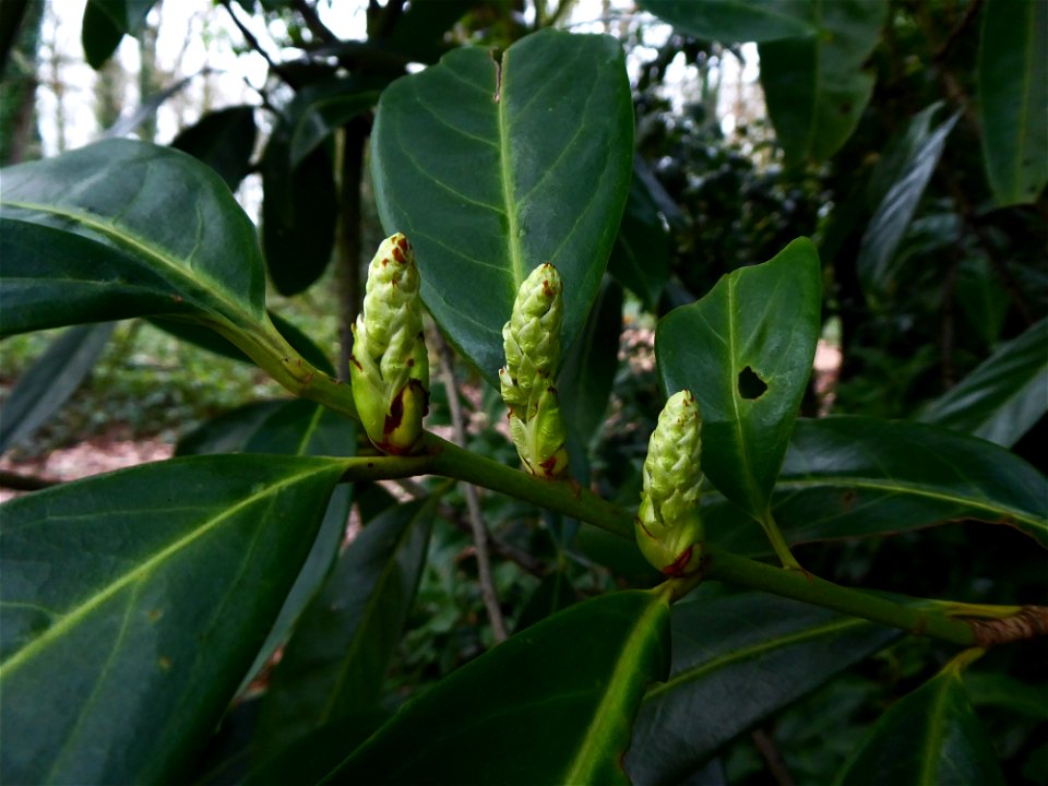 Prunus laurocerasus L., 1753