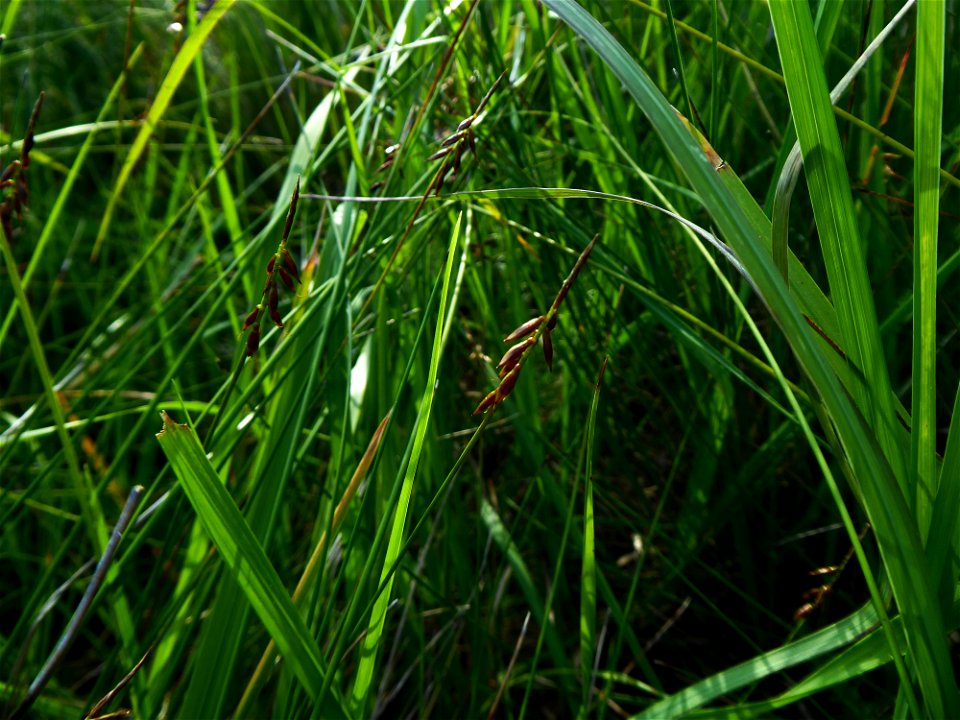 Carex pulicaris L., 1753