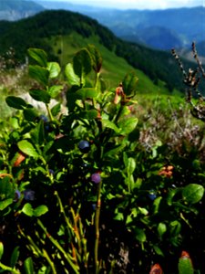 Vaccinium myrtillus L., 1753