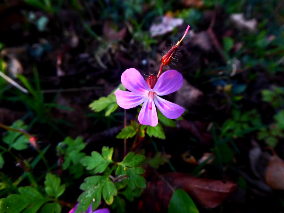 Geranium robertianum L., 1753