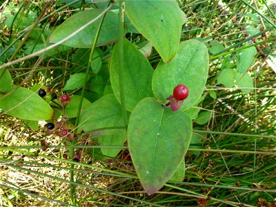Hypericum androsaemum L., 1753
