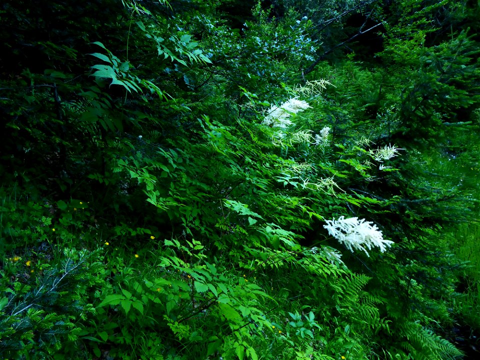 Aruncus dioicus (Walter) Fernald, 1939