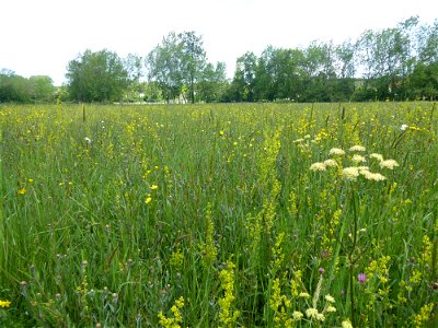 Prairie mésohygrophile remarquable