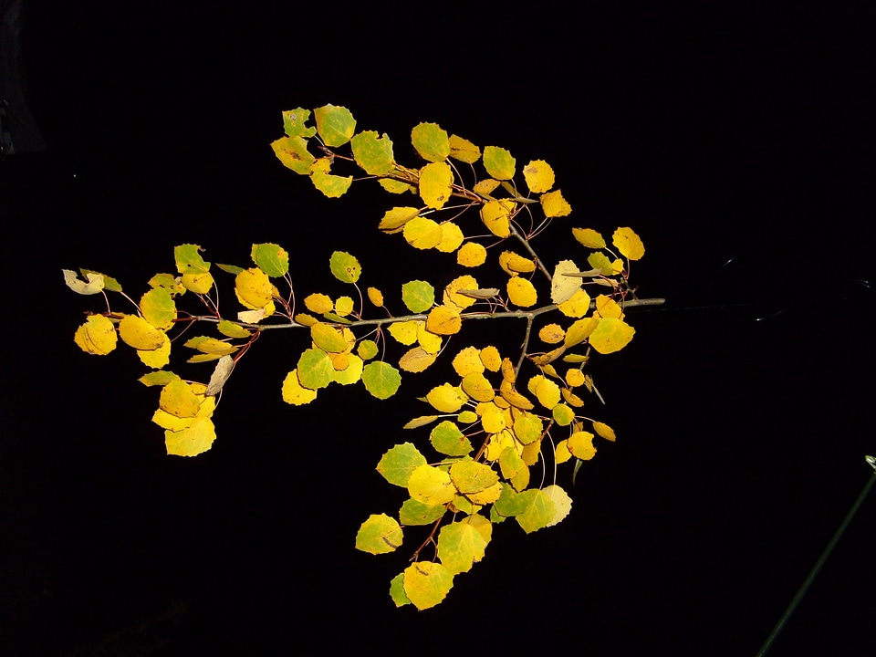 Autumn bouquet leaf