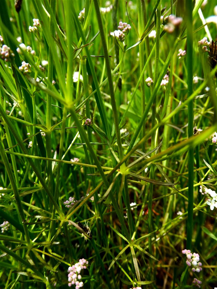 Galium debile Desv., 1818
