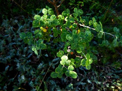 Cytisophyllum sessilifolium (L.) O.Lang, 1843