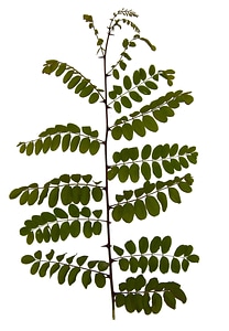 Acacia bouquet leaf